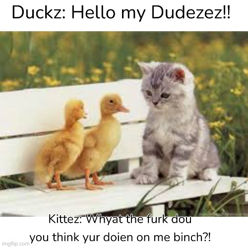When kittenz are chillin | image tagged in funny picture | made w/ Imgflip meme maker