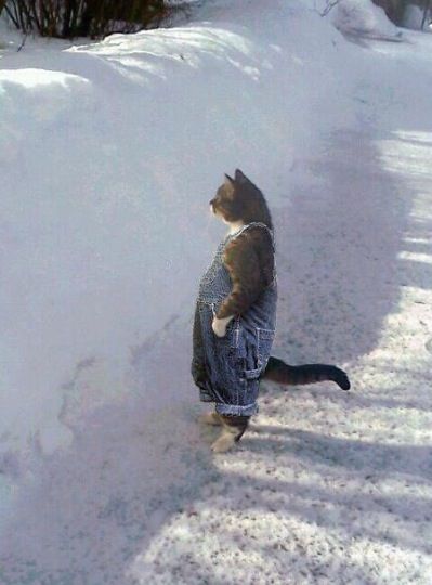 High Quality Cat snow Blank Meme Template