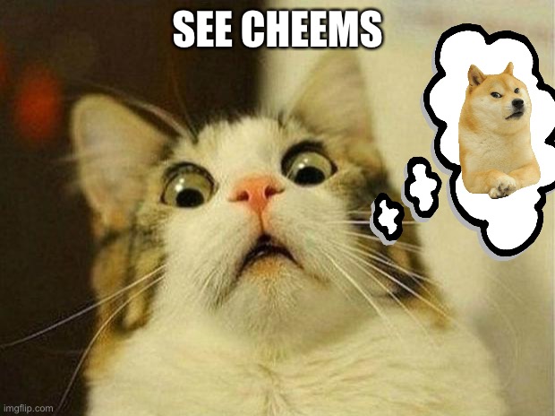 Scared Cat Meme | SEE CHEEMS | image tagged in memes,scared cat | made w/ Imgflip meme maker