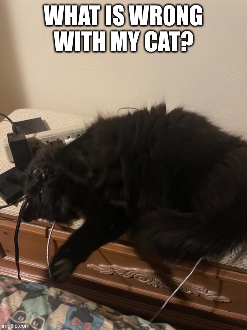 She won’t leave me alone | WHAT IS WRONG WITH MY CAT? | made w/ Imgflip meme maker