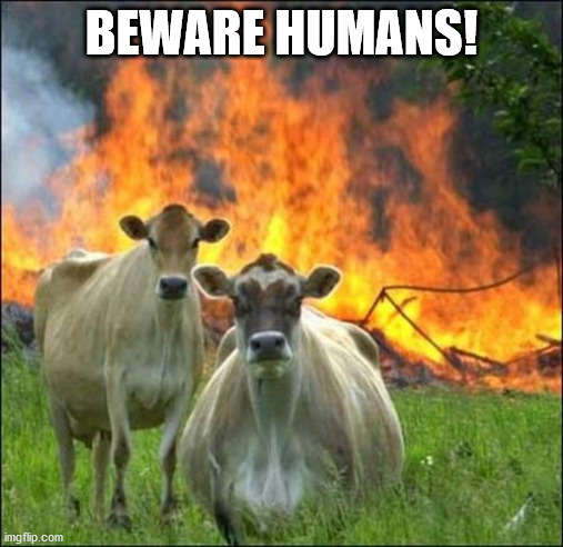 Evil Cows Meme | BEWARE HUMANS! | image tagged in memes,evil cows | made w/ Imgflip meme maker