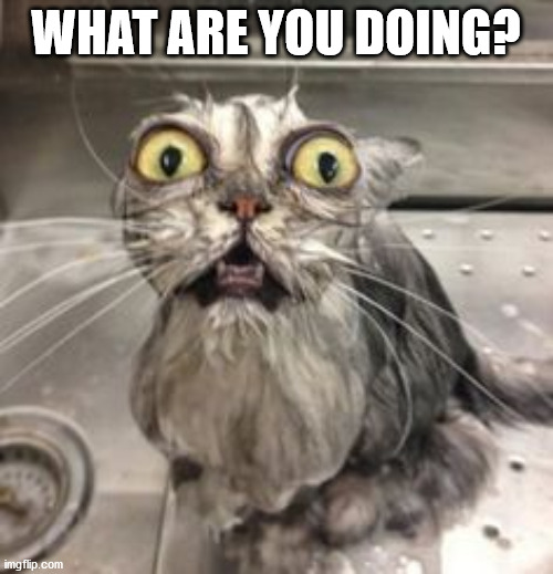 cat bath | WHAT ARE YOU DOING? | image tagged in cat bath | made w/ Imgflip meme maker