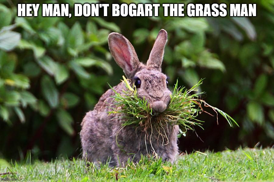 HEY MAN, DON'T BOGART THE GRASS MAN | image tagged in bunnies | made w/ Imgflip meme maker