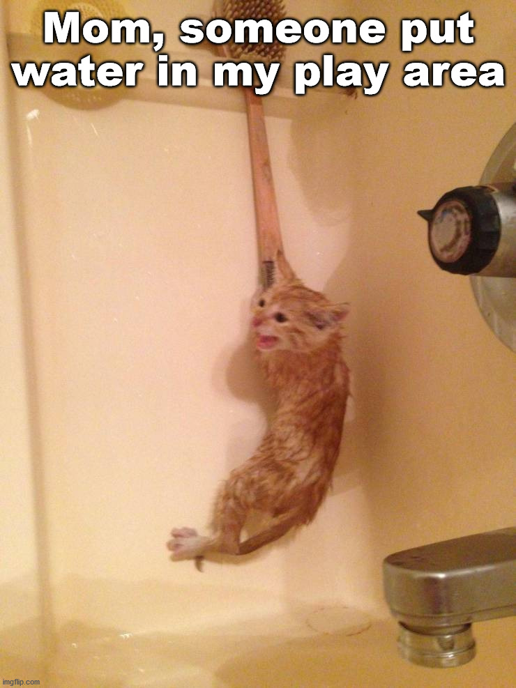 Mom, someone put water in my play area | image tagged in cats | made w/ Imgflip meme maker