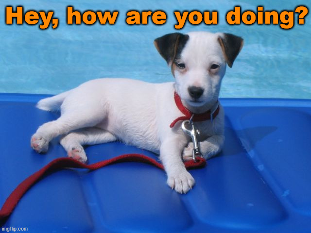 Hey, how are you doing? | image tagged in dogs | made w/ Imgflip meme maker