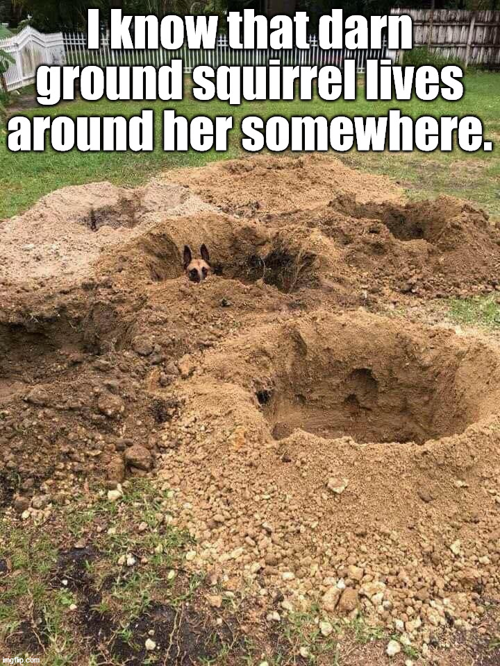 I know that darn ground squirrel lives around her somewhere. | image tagged in dogs | made w/ Imgflip meme maker