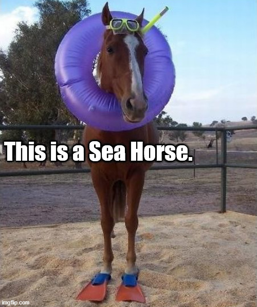This is a Sea Horse. | image tagged in eye roll | made w/ Imgflip meme maker