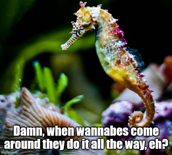 colorful seahorse | Damn, when wannabes come around they do it all the way, eh? | image tagged in colorful seahorse | made w/ Imgflip meme maker