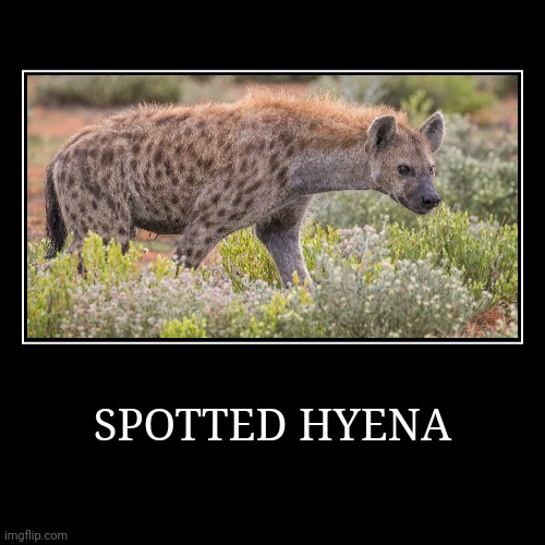 Spotted Hyena | image tagged in demotivationals,hyena | made w/ Imgflip demotivational maker