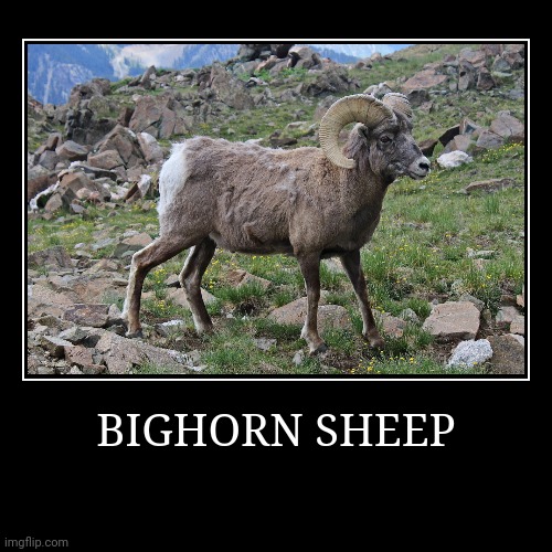 Bighorn Sheep | image tagged in demotivationals,sheep | made w/ Imgflip demotivational maker