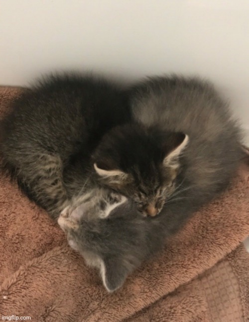 Cat heart | made w/ Imgflip meme maker