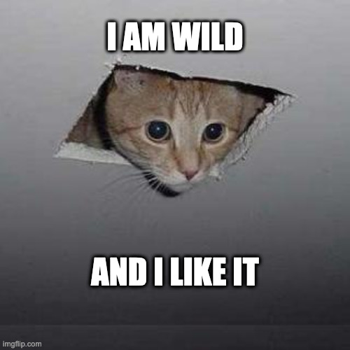 Celling Cat | I AM WILD; AND I LIKE IT | image tagged in memes,ceiling cat | made w/ Imgflip meme maker