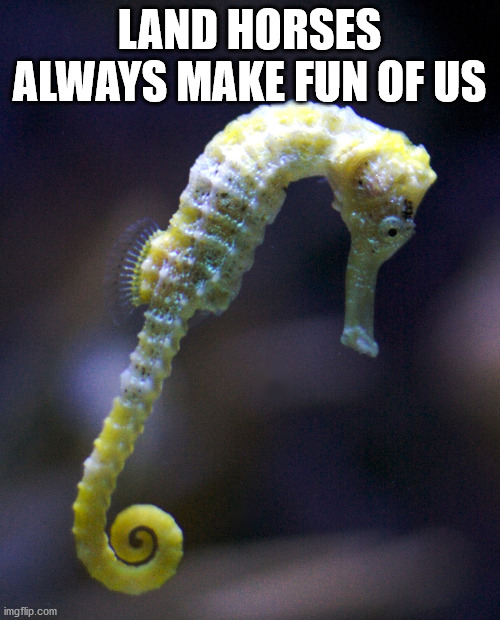 sad seahorse | LAND HORSES ALWAYS MAKE FUN OF US | image tagged in sad seahorse | made w/ Imgflip meme maker