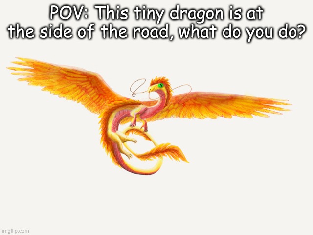 POV: This tiny dragon is at the side of the road, what do you do? | made w/ Imgflip meme maker