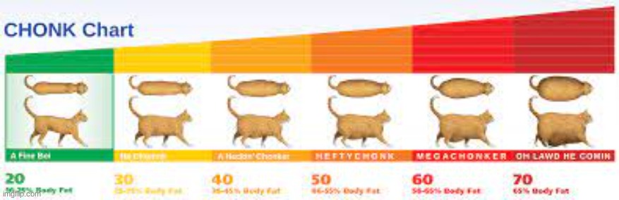 the chonk chart | image tagged in conker | made w/ Imgflip meme maker