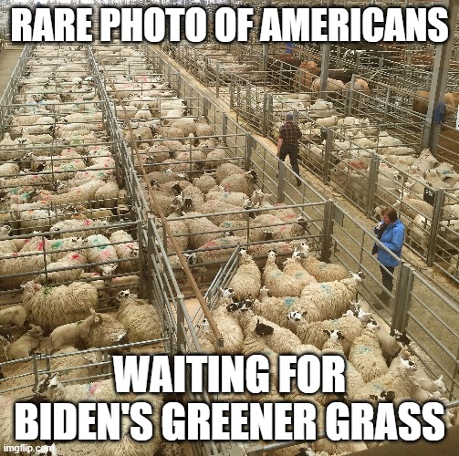 Americans | RARE PHOTO OF AMERICANS; WAITING FOR BIDEN'S GREENER GRASS | image tagged in sheep,america,biden,sheeple,politics | made w/ Imgflip meme maker