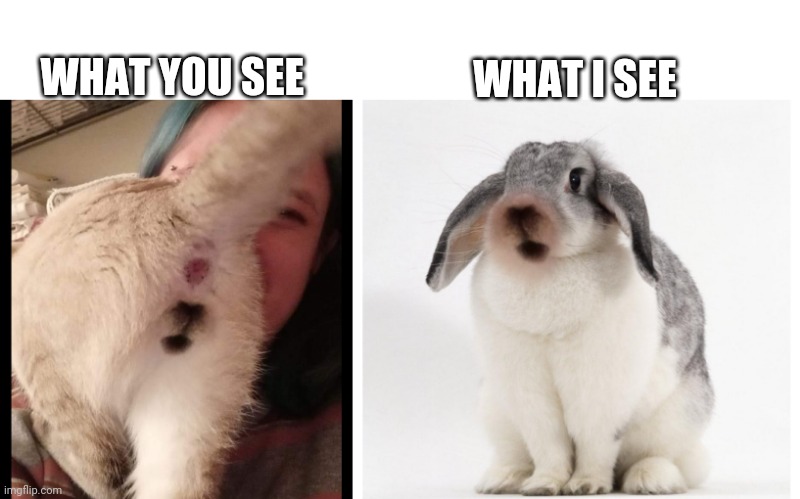 What you see | WHAT YOU SEE; WHAT I SEE | image tagged in when you see it | made w/ Imgflip meme maker