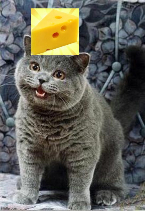 I can has cheezburger cat | image tagged in i can has cheezburger cat | made w/ Imgflip meme maker