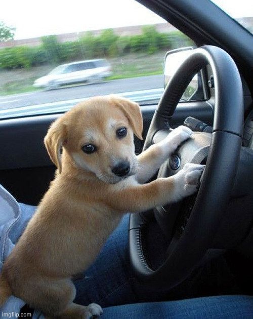 He drivin | image tagged in cute dog | made w/ Imgflip meme maker