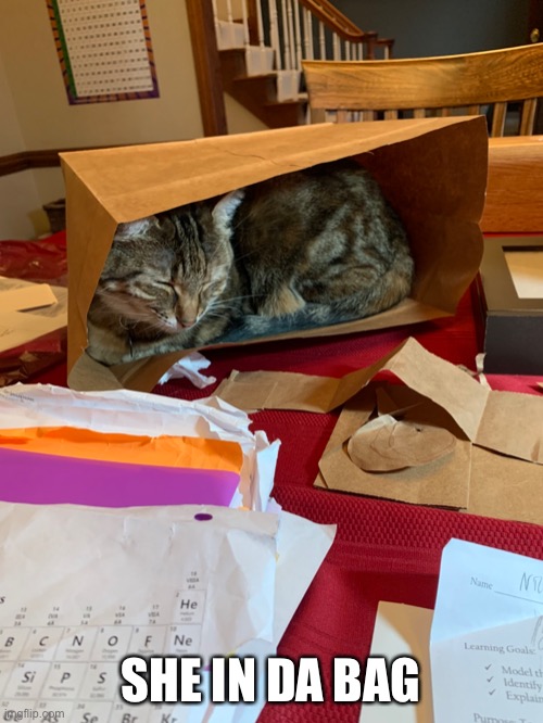 Don’t wake da kitty | SHE IN DA BAG | made w/ Imgflip meme maker