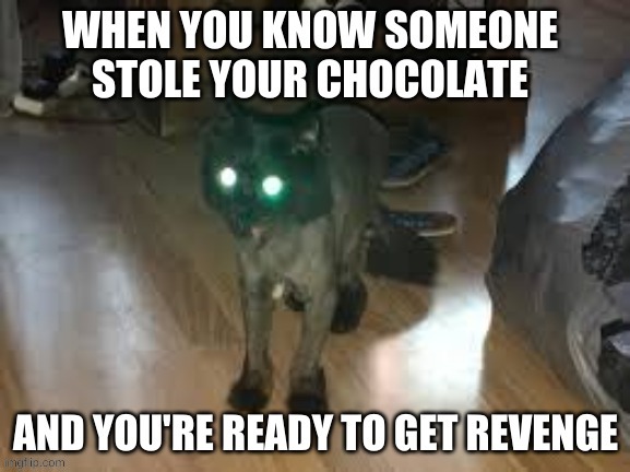 kinda ironic there's a cat on there since chocolate can kill 'em | image tagged in lol so funny | made w/ Imgflip meme maker
