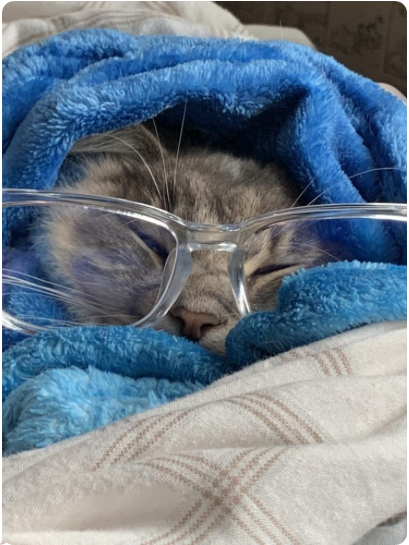 2 am cat Blank Meme Template