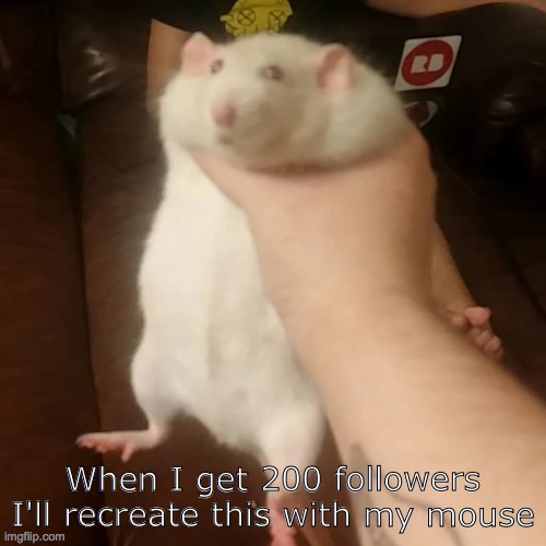 rat squish | When I get 200 followers I'll recreate this with my mouse | image tagged in rat squish | made w/ Imgflip meme maker