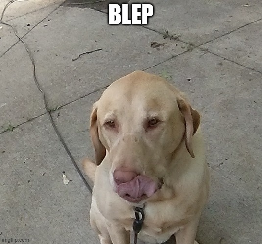 BLEP | BLEP | image tagged in dog,blep,tongue,slurp,cute,labrador | made w/ Imgflip meme maker