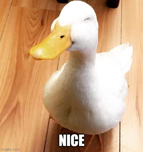 SMILE DUCK | NICE | image tagged in smile duck | made w/ Imgflip meme maker