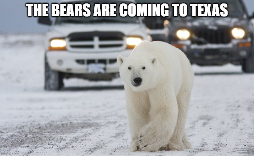 polar bear in texas | THE BEARS ARE COMING TO TEXAS | image tagged in bear,texas | made w/ Imgflip meme maker