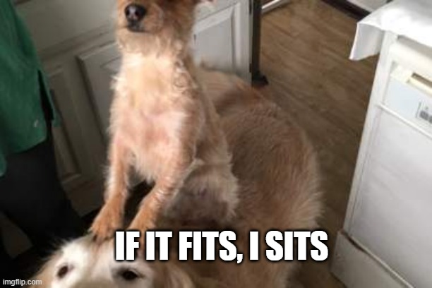i am kings | IF IT FITS, I SITS | image tagged in whatever,dogs | made w/ Imgflip meme maker