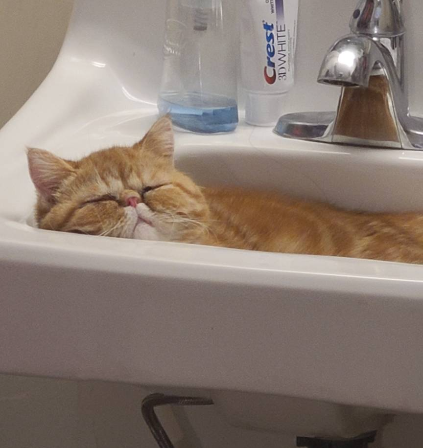 High Quality Basin cat Blank Meme Template