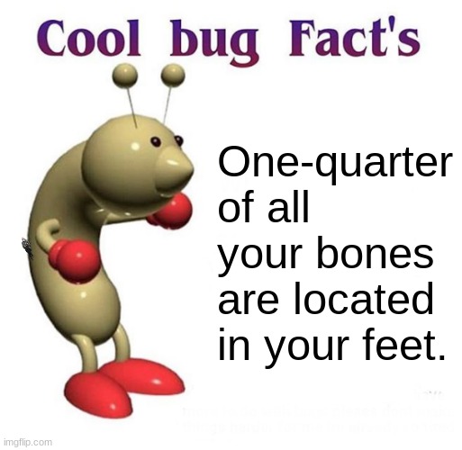 busg facts | One-quarter of all your bones are located in your feet. | image tagged in cool bug facts api | made w/ Imgflip meme maker