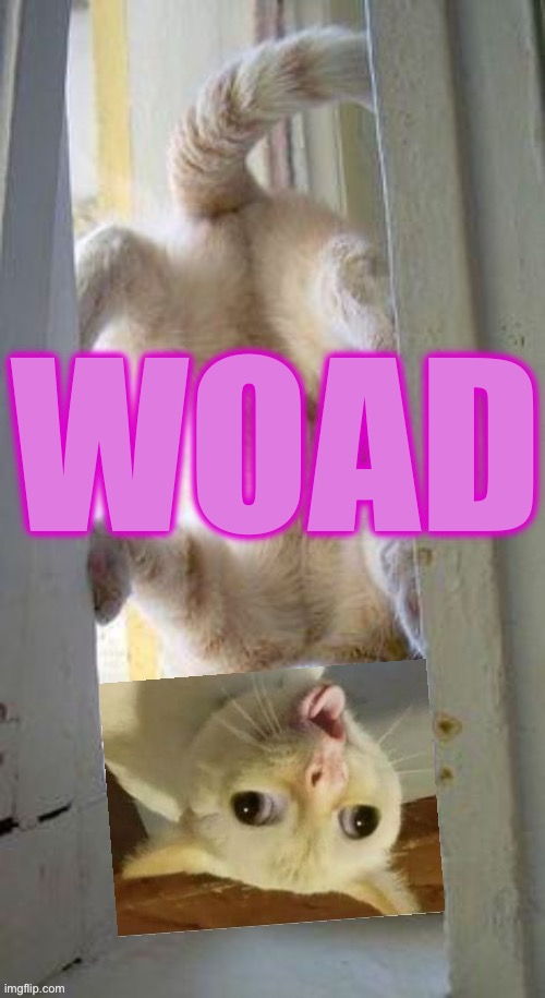 Woad | image tagged in woad,cats,upside,cat,kids,upside down | made w/ Imgflip meme maker