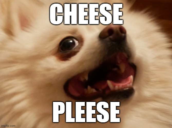cheese pleese |  CHEESE; PLEESE | image tagged in cheese pleese | made w/ Imgflip meme maker