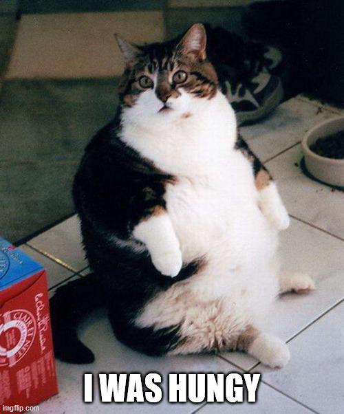 fat cat | I WAS HUNGY | image tagged in fat cat | made w/ Imgflip meme maker