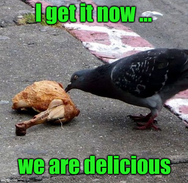 I get it now ... we are delicious | image tagged in birds | made w/ Imgflip meme maker