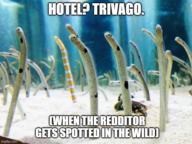 Redditor Spotted. | HOTEL? TRIVAGO. (WHEN THE REDDITOR GETS SPOTTED IN THE WILD) | image tagged in reddit | made w/ Imgflip meme maker