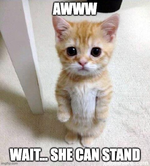 awww but somethings not right | AWWW; WAIT... SHE CAN STAND | image tagged in memes,cute cat | made w/ Imgflip meme maker