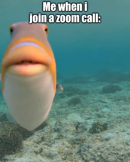 Helo | Me when i join a zoom call: | image tagged in fish,lol,lel,idk,meme,zoom | made w/ Imgflip meme maker