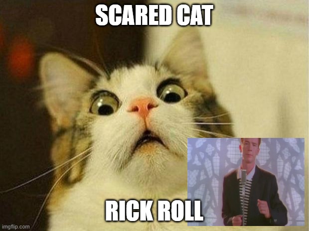 Scared Cat | SCARED CAT; RICK ROLL | image tagged in memes,scared cat | made w/ Imgflip meme maker