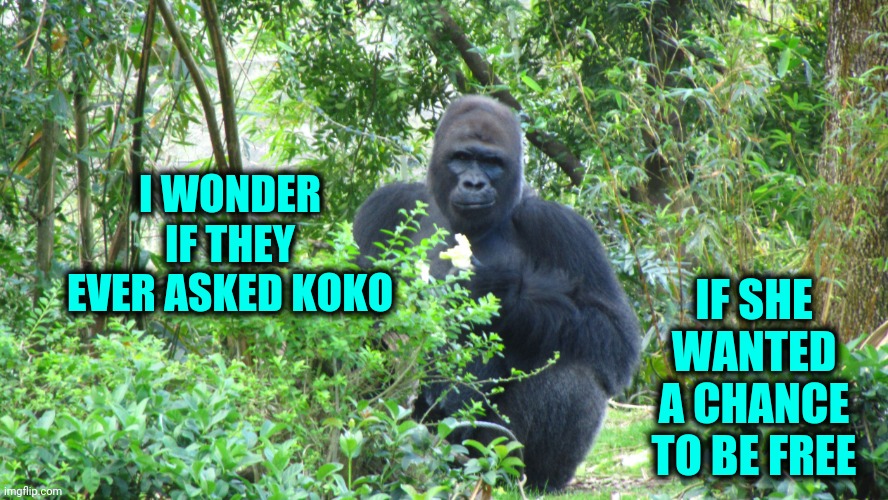 I Still Miss Koko | I WONDER IF THEY EVER ASKED KOKO; IF SHE WANTED A CHANCE TO BE FREE | image tagged in troll gorilla,koko,gorilla,i still miss,memes,smart animals | made w/ Imgflip meme maker