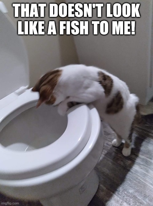 Curious cat | THAT DOESN'T LOOK LIKE A FISH TO ME! | image tagged in funny cats | made w/ Imgflip meme maker