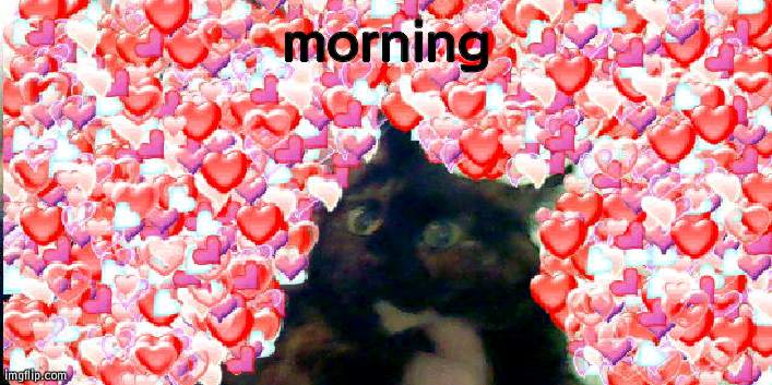 chonk cat | morning | image tagged in chonk cat | made w/ Imgflip meme maker