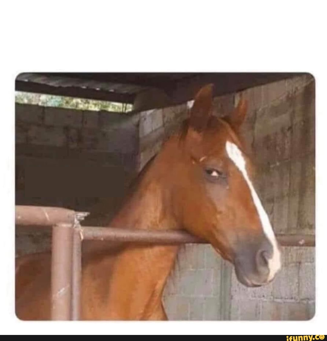 the horse Blank Meme Template
