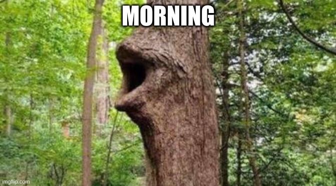 Tree pog | MORNING | image tagged in tree pog | made w/ Imgflip meme maker