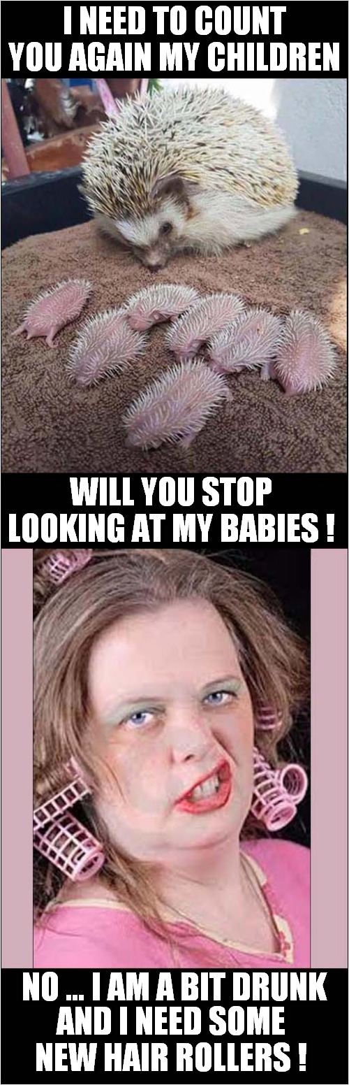 They Are Not Hedgehog Hair Rollers ! | I NEED TO COUNT YOU AGAIN MY CHILDREN; WILL YOU STOP LOOKING AT MY BABIES ! NO … I AM A BIT DRUNK; AND I NEED SOME NEW HAIR ROLLERS ! | image tagged in fun,hedgehog,hair rollers | made w/ Imgflip meme maker