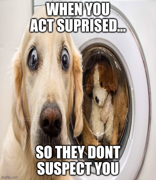 killer dog | WHEN YOU ACT SUPRISED... SO THEY DONT SUSPECT YOU | image tagged in dog,funny dogs,serial killer | made w/ Imgflip meme maker
