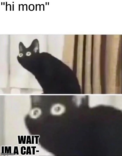 wait | "hi mom"; WAIT IM A CAT- | image tagged in oh no black cat,cat,funny,funny meme,meme | made w/ Imgflip meme maker