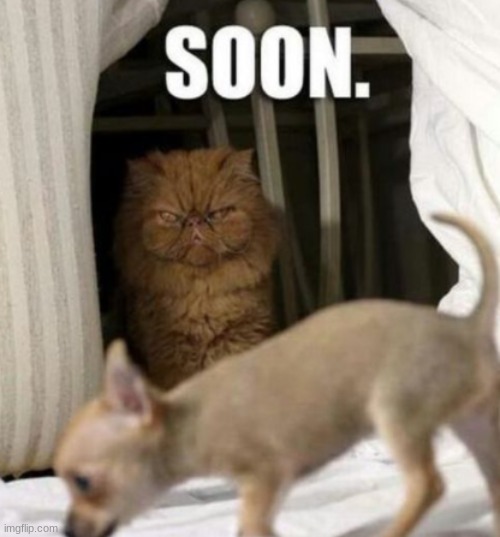 SOON... | image tagged in cat,dog | made w/ Imgflip meme maker
